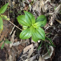 Exacum pallidum (Trimen) Klack.